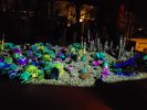 PICTURES/Desert Botanical Garden Electric Desert Exhibit/t_20181210_195436.jpg